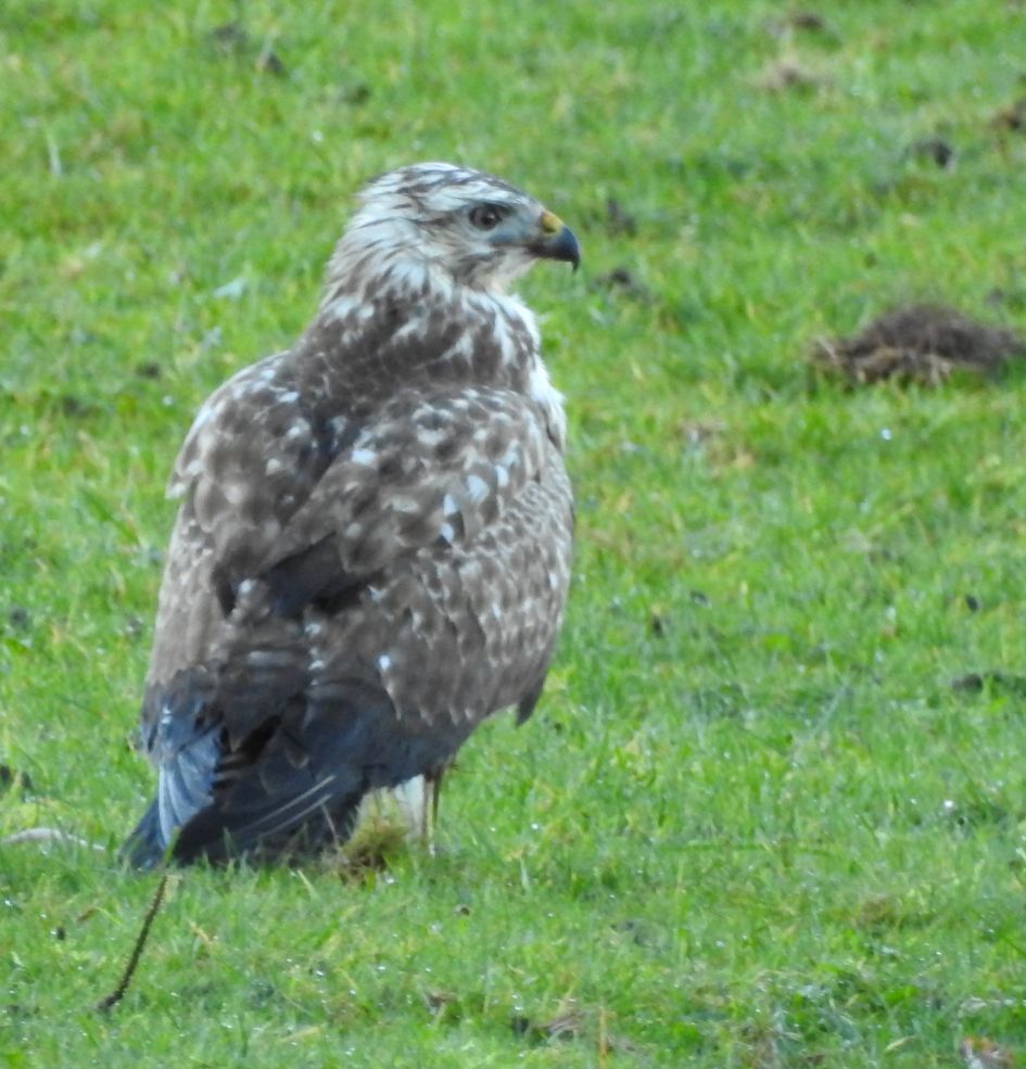 Welke roogvogel is dit?
